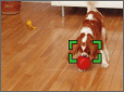 Auto Tracking