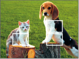 Larger focus
  areas are
  covered by
  multiple
  focus frames.