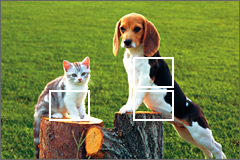 EXILIM detects
                                    subjects and
                                    positions focus
                                    frames in the
                                    optimum locations.